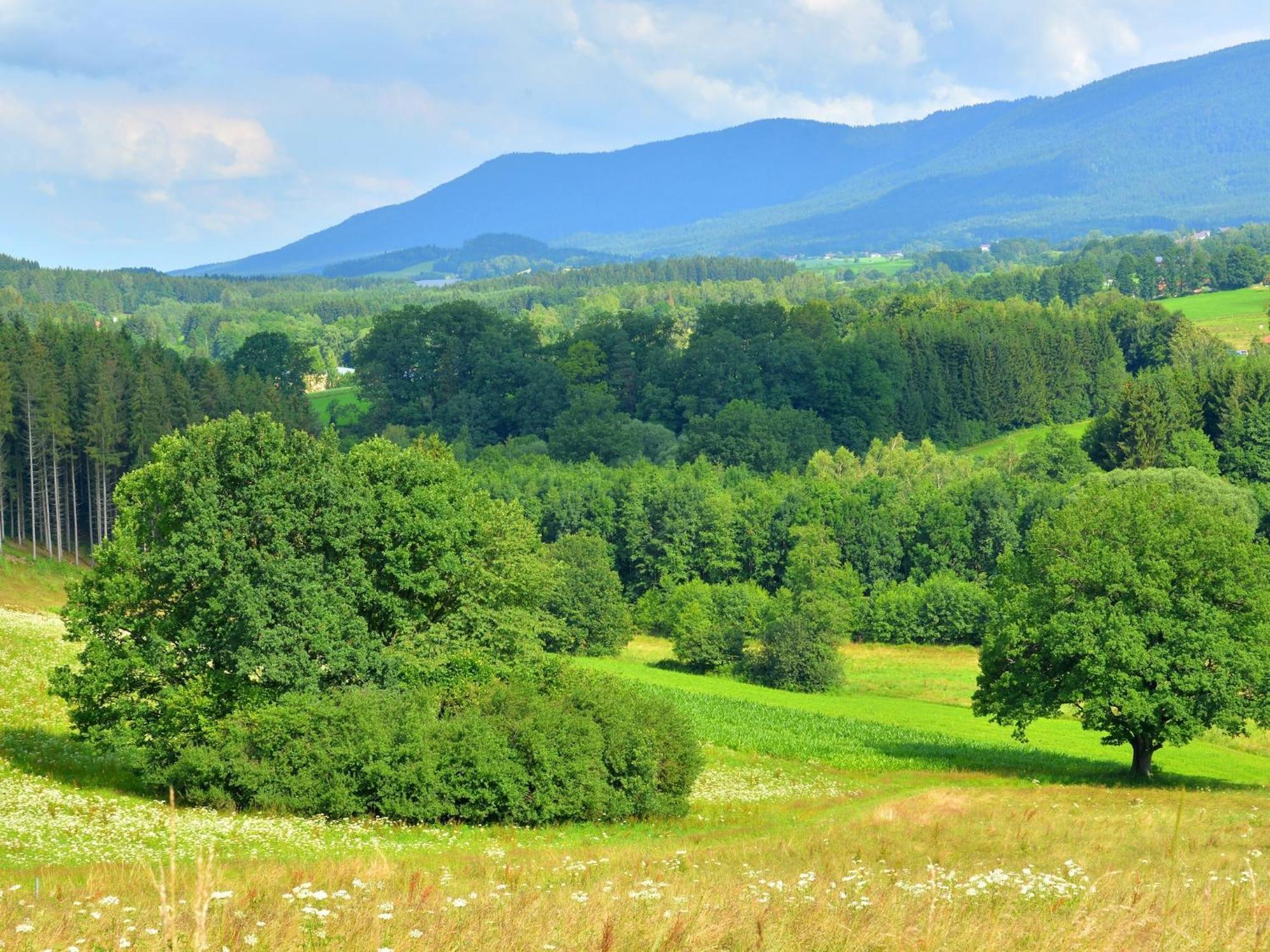 Comfort Apartment With Balcony In The Beautiful Bavarian Forest Drachselsried Kültér fotó